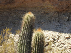 Trichocereus