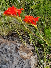 Gladiolus nerineoides
