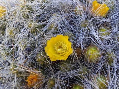 Cumulopuntia boliviana (Cumulopuntia boliviana)