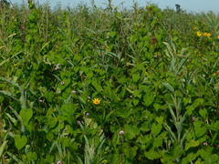 Ipomoea grandifolia