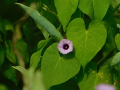 Ipomoea grandifolia