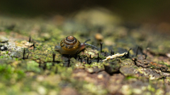 Euconulidae