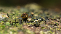 Euconulidae