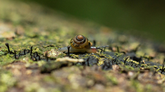 Euconulidae