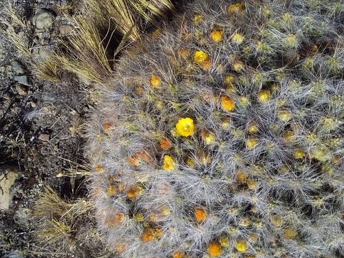 Cumulopuntia boliviana (Cumulopuntia boliviana)