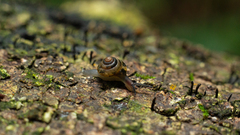 Euconulidae