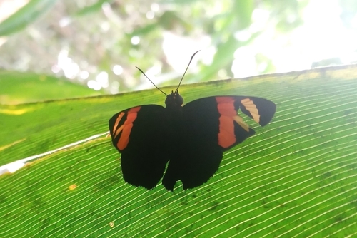 Entheus priassus telemus