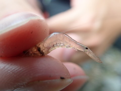 Palaemon concinnus