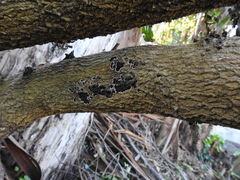 Peniophora malenconii