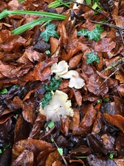 Clitocybe nebularis