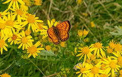 Lycaena edna