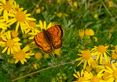 Lycaena edna