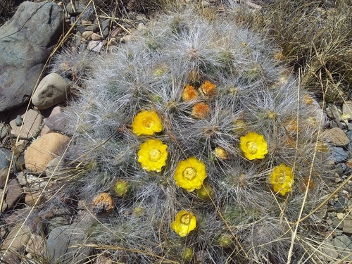 Cumulopuntia boliviana (Cumulopuntia boliviana)