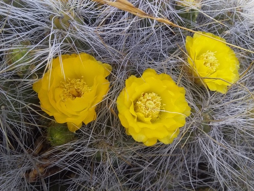 Cumulopuntia boliviana (Cumulopuntia boliviana)