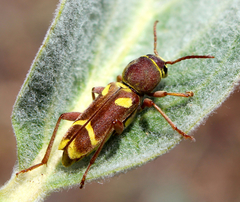 Xylotrechus insignis