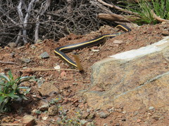 Masticophis lateralis euryxanthus