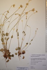 Parnassia palustris