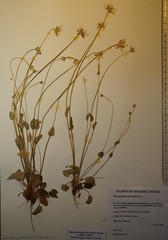 Parnassia palustris