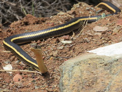 Masticophis lateralis euryxanthus