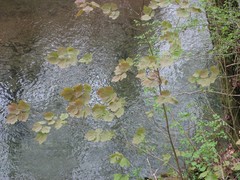 Acer opalus obtusatum