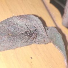 Litocerus