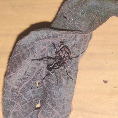 Litocerus