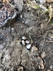 Cahuillus indioensis