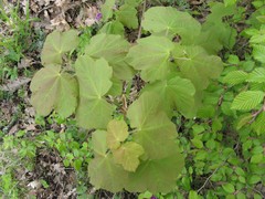 Acer opalus obtusatum