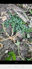 Veronica serpyllifolia