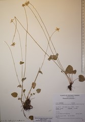 Parnassia palustris