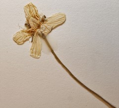 Parnassia palustris