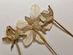 Parnassia palustris