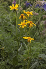 Senecio kolenatianus