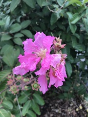 Lagerstroemia speciosa