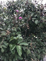 Lagerstroemia speciosa