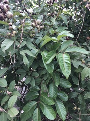 Lagerstroemia speciosa