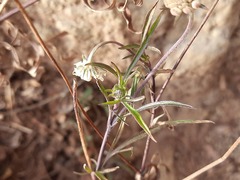 Scabiosa bipinnata