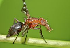 Tritoxa incurva