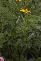 Senecio kolenatianus