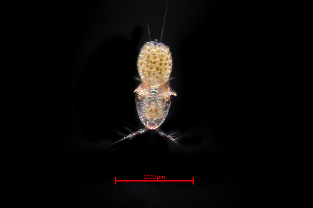 Tisbinae