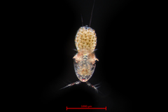 Tisbe furcata