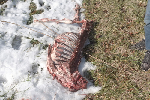 White-tailed Deer photographed in Delaware