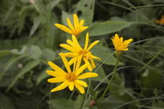 Senecio kolenatianus