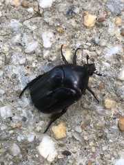 Allorrhina scabriuscula