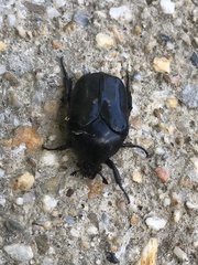 Allorrhina scabriuscula