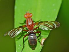 Tritoxa incurva