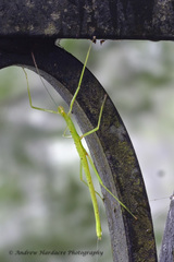 Huananphasma amicum