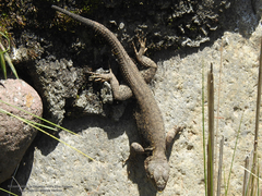 Sceloporus palaciosi
