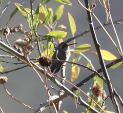 Phaeoptila sordida