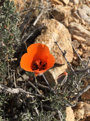 Calochortus kennedyi